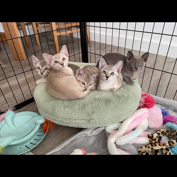 Tonkinese Cat 4